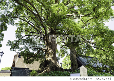 Married woman of Dazaifu Tenmangu 35287531