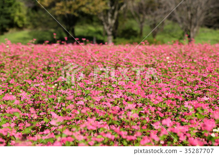 Red buckwheat flower field 35287707