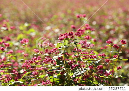紅蕎麥花 紅蕎麥花 35287711