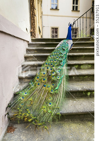 Beautiful indian blue peafowl showing feathers 35287911