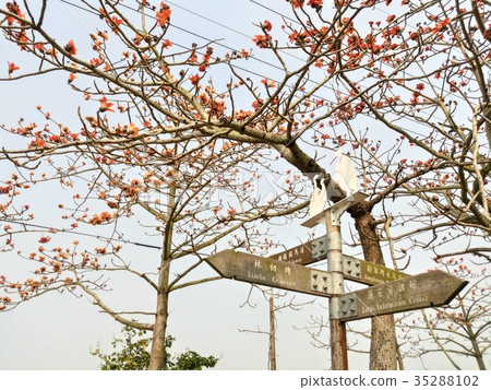 林初埤木棉花 35288102