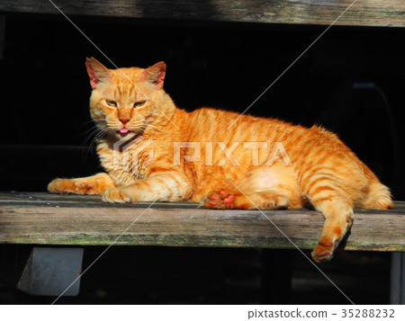 艱難的貓 艱難的貓 35288232