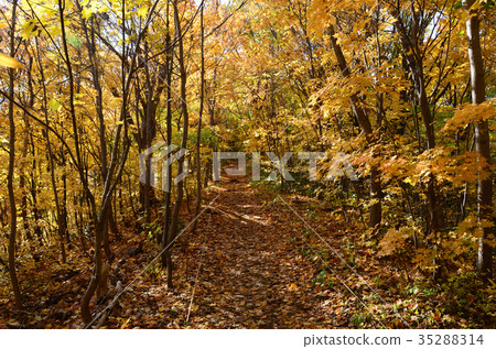 札幌三角洲山 35288314