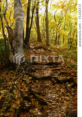 札幌三角洲山 35288315