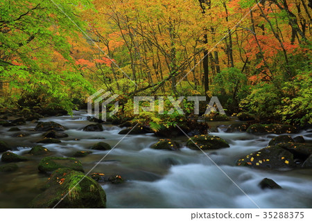 有秋葉的奧入瀨峽谷 有秋葉的奧入瀨峽谷 35288375