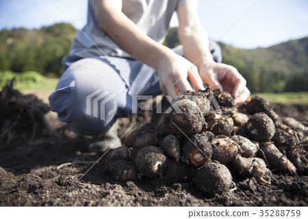 Harvesting of taro Harvesting of taro 35288759