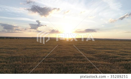 Aerial survey of wheaten golden field at sunset 35289251