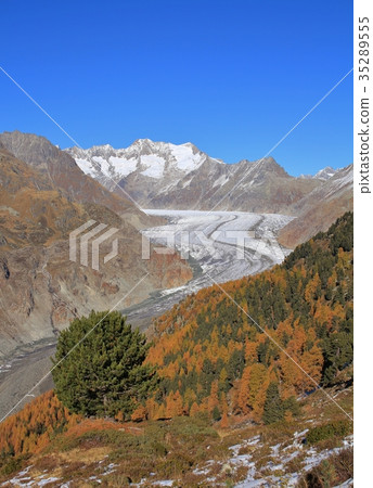 Golden larch forest and Aletsch glacier. 35289555