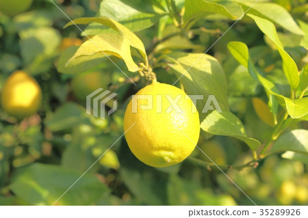 瀨戶內檸檬 瀨戶內檸檬 35289926