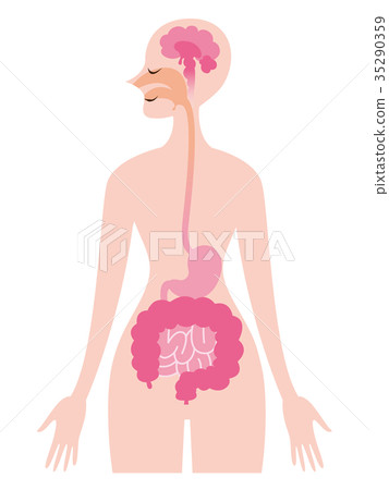 Brain esophagus stomach intestine 35290359
