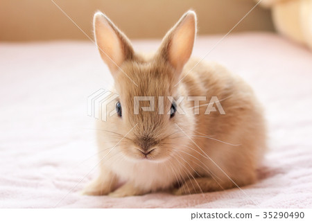 Usagi Netherland Dwarf 35290490