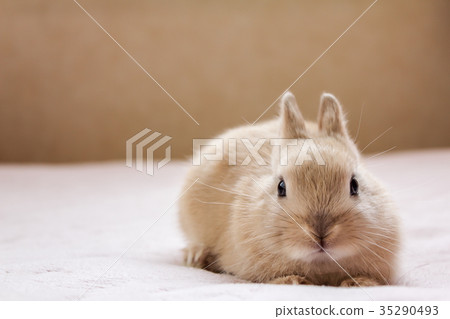 一隻兔子 35290493
