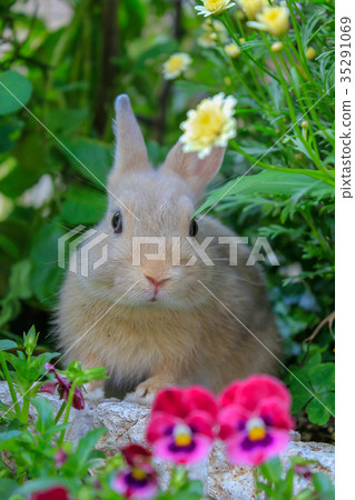 一隻兔子 一隻兔子 35291069