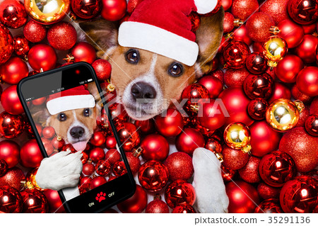 christmas santa claus dog and xmas  35291136