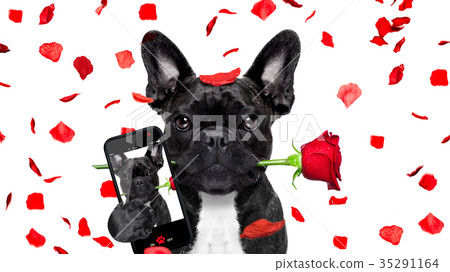 valentines dog selfie in love 35291164