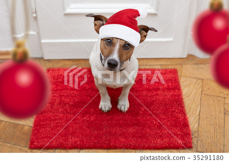 dog waits for walking with leash 35291180
