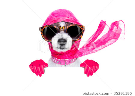 diva chic dog diva chic dog 35291190