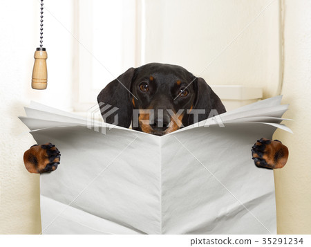 dog sitting on toilet dog sitting on toilet 35291234