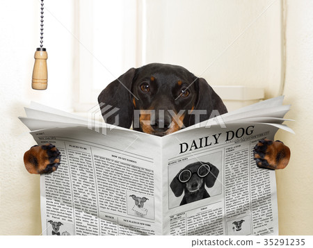 dog sitting on toilet dog sitting on toilet 35291235