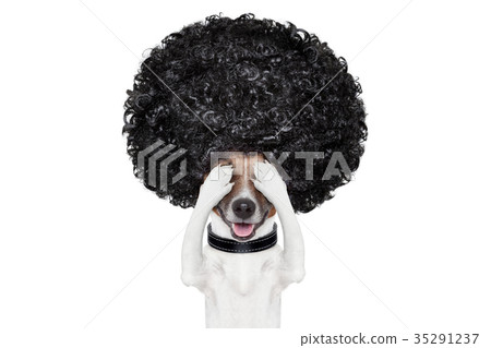 grooming dog at the hairdressers grooming dog at the hairdressers 35291237