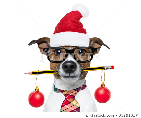 dog office worker on christmas holidays 35291317