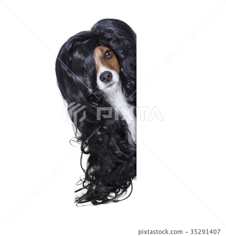 grooming dog at the hairdressers 35291407
