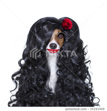 valentines in love spanish lola dog 35291409