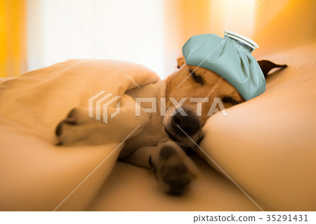 dog sick , ill or sleeping dog sick , ill or sleeping 35291431