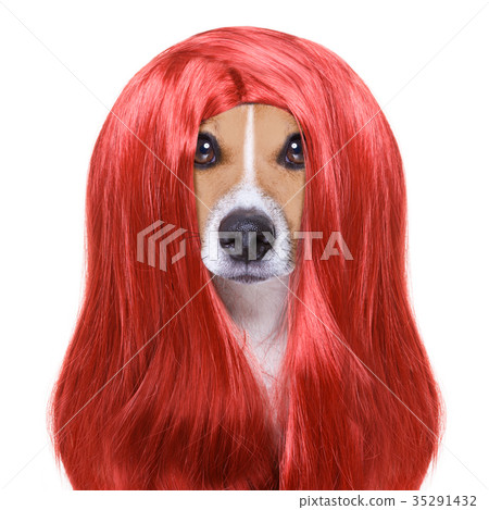 grooming dog at the hairdressers grooming dog at the hairdressers 35291432