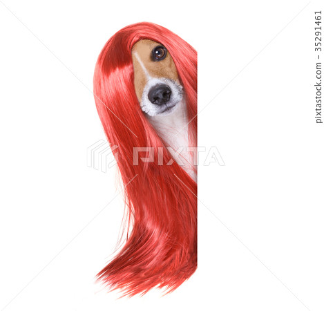 grooming dog at the hairdressers 35291461