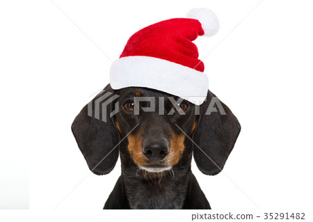 santa claus dog on christmas holidays santa claus dog on christmas holidays 35291482