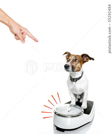 dog on scale , with overweight dog on scale , with overweight 35291484