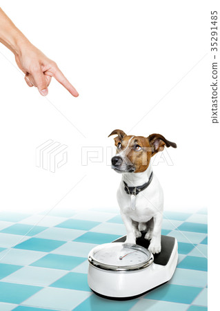 dog on scale , with overweight and guilt dog on scale , with overweight and guilt 35291485