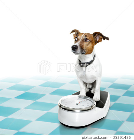 dog on scale , with overweight and guilt 35291486