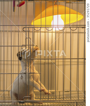 Small white dog looking lamp or Selling small dog 35291720