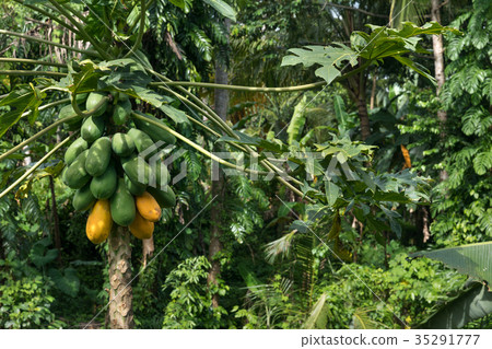 Raw ripe yellow papaya growing on a tree Raw ripe yellow papaya growing on a tree 35291777