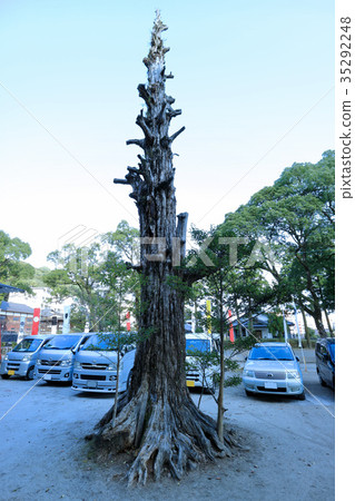 Tokushi Shrine Tree 35292248