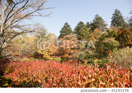 日本的秋天 35293376