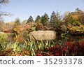 Autumn in Japan 35293378