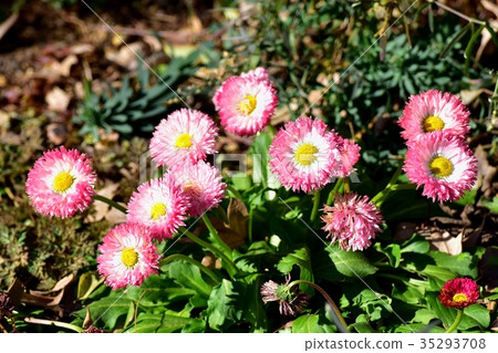 開花在三鷹中原的Ezogic花 開花在三鷹中原的Ezogic花 35293708