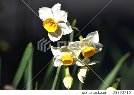 在三鷹中原開花的日本水仙 在三鷹中原開花的日本水仙 35293710