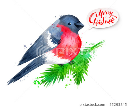 Christmas watercolor illustration of bullfinch 35293845