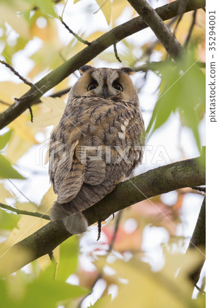 Northern long-eared owl in a American sweetgum Northern long-eared owl in a American sweetgum 35294001