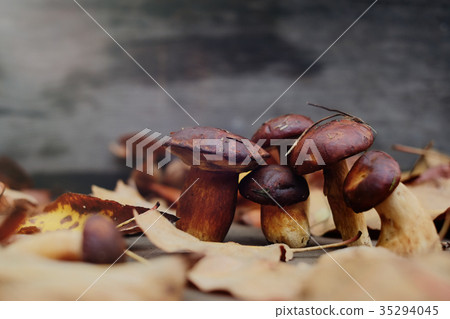 collected forest mushrooms in autumn, warm autumn 35294045