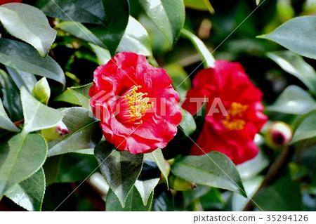 Red rose flower blooming in Mitaka Nakahara 35294126