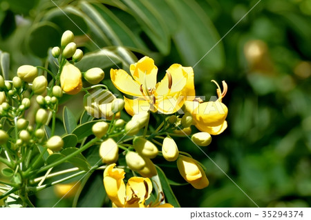 開花在三鷹中原，三鷹花植物的Kobanensena 35294374