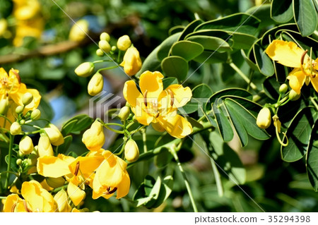 Kobanensena blooming in Mitaka Nakahara, Mitaka flower plant 35294398