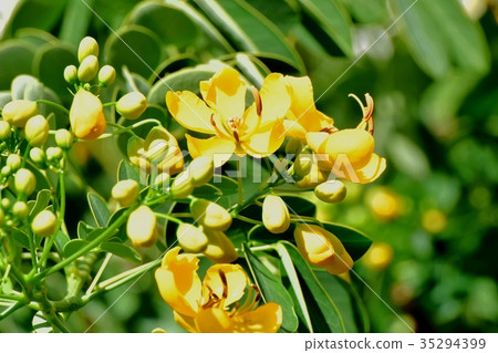 開花在三鷹中原,三鷹花植物的Kobanensena 開花在三鷹中原,三鷹花植物的Kobanensena 35294399