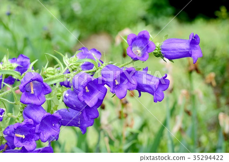 紫色風輪草中等開花在三鷹中原 紫色風輪草中等開花在三鷹中原 35294422