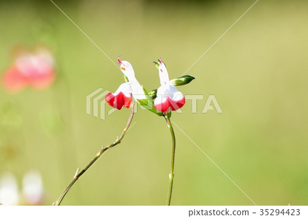 Mishima flower plant Red and white recolored Salvia microphila blooming in Mitaka Nakahara Mishima flower plant Red and white recolored Salvia microphila blooming in Mitaka Nakahara 35294423